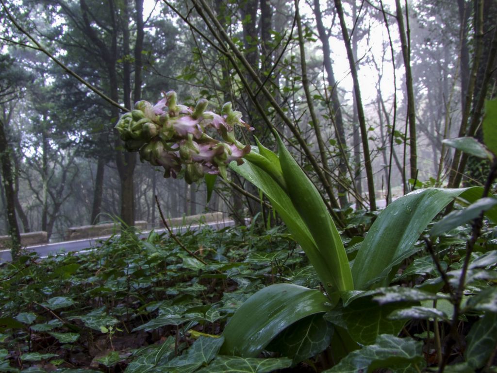 Fioriscono le Barlie